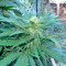 Graines de cannabis Brazil Amazonia (World of Seeds)