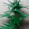 Critical Jack Herer Auto Seeds