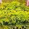 Desert Diesel (Humboldt Seeds Organization)