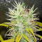 Kali Mist Regular seeds