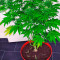 Semi femminizzati di Lemon Kush Headband