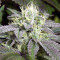 Remo Chemo feminized seeds