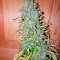 Satori Seeds
