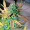 Cream Mandarine XL Auto Seeds