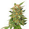 Graines de cannabis Ginger Punch Auto (Kannabia Seeds)