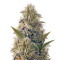 Graines de cannabis La Blanca Gold (Vision Seeds)