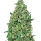 Patel's Cornershop Surprise feminized seeds