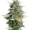 Strawberry Blue (World of Seeds)