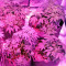 Graines de cannabis Swiss Cheese regular (Nirvana Seeds)