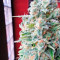 Afghan Kush X Skunk Seeds