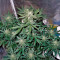Auto Whiteberry feminized seeds
