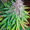 Auto Purple strain