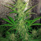 Cheese Autoflowering feminized seeds