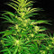 Semi femminizzati Critical Mass CBD