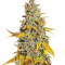 Semillas feminizadas Lemon Kush (Female Seeds)