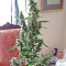 Wipeout Express Auto feminized seeds