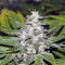 Cream Mandarine Auto Seeds