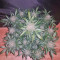 Graines de cannabis King’s Kush Auto (GHS)