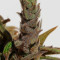 Cannatonic Seeds