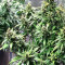 Dizzy Lights Auto feminized seeds