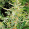 Graines de cannabis Gnomo Auto (Kannabia Seeds)