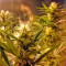 Kilimanjaro Seeds