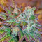 Semi femminizzati di Lemon Kush Headband
