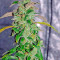 Graines de cannabis Massive Midget Auto (Heavyweight Seeds)