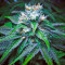 Semi femminizzati Master Kush (Nirvana Seeds)