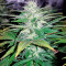 Northern Light Seeds (Nirvana Seeds)
