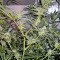 Trainwreck regular (Humboldt Seeds Organization)