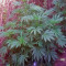 Graines de cannabis Kaia Kush (GHS)