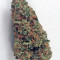 King’s Kush Seeds