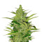 Fast Eddy Automatic CBD feminized seeds