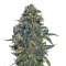 Taison Auto (VIP seeds)