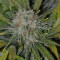 Amnesia Haze feminized seeds (Royal Queen Seeds)