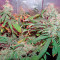California Dream feminized seeds