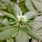 Graines de cannabis Big Band (Kannabia Seeds)