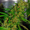 Blue Velvet feminized seeds