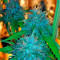 Flowerbomb Kush (Strain Hunters)