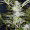 Graines de cannabis Malakoff (Medical Seeds)