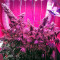 Serious Happiness regular (Serious Seeds)