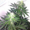 Special Kush #1 cannabis strain