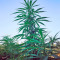Strawberry Blue (World of Seeds)