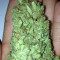 Sweet Harlem Diesel feminized seeds