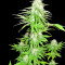 Zombie Haze feminized seeds