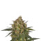 ICE feminized seeds (Royal Queen Seeds)