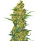 Warlock (Serious Seeds)