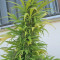 Graines de cannabis Buddha Kraken (Buddha Seeds)