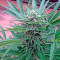 Graines de cannabis 00 Hashchis (00 Cheese)